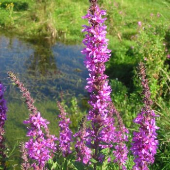 Purple Loosestrife (Lythrum salicaria)