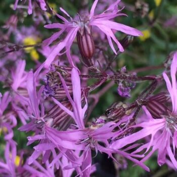 Ragged Robin (Lychnis flos-cuculi)