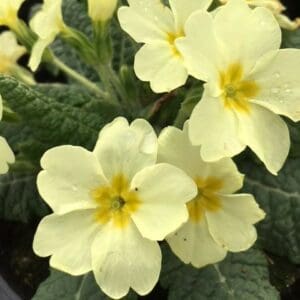 wildflowers from seeds
