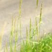 grass-species-turf-online