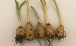 winter planting bulbs