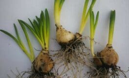 planting bulbs March