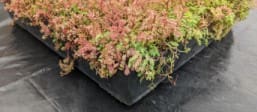Green_Roof_Tray_Menu