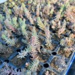Sedum Reflexum Plug plants