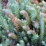 Sedum reflexum rupestre plug plant