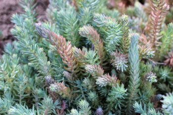Sedum reflexum rupestre plug plant