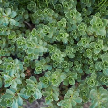 Sedum Spurium Summer Glory not in flower
