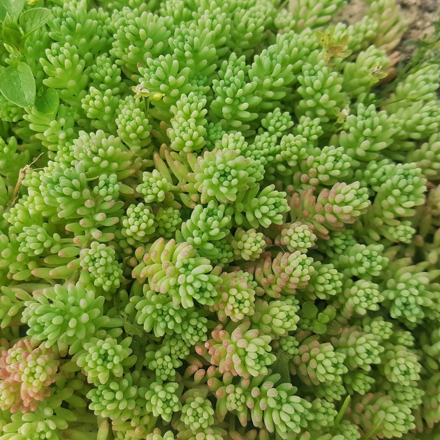 Sedum Sexangulare | Tasteless Stonecrop | Turf Online