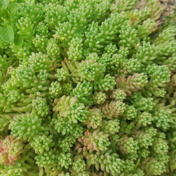 Sedum Sexangulare