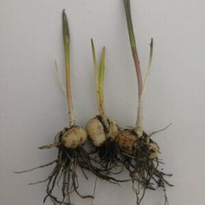 Buy wildflower bulbs 