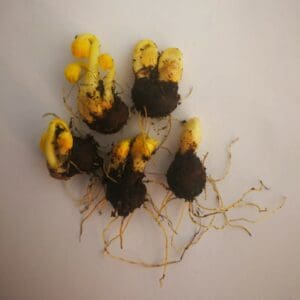 buy wildflower bulbs