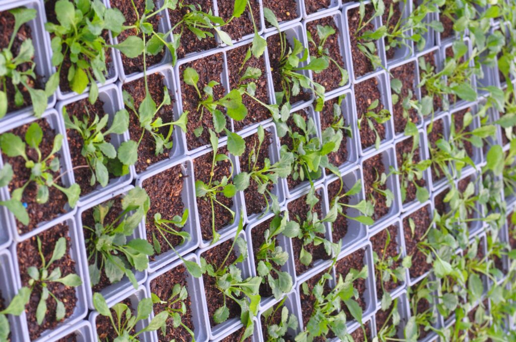 plug plants