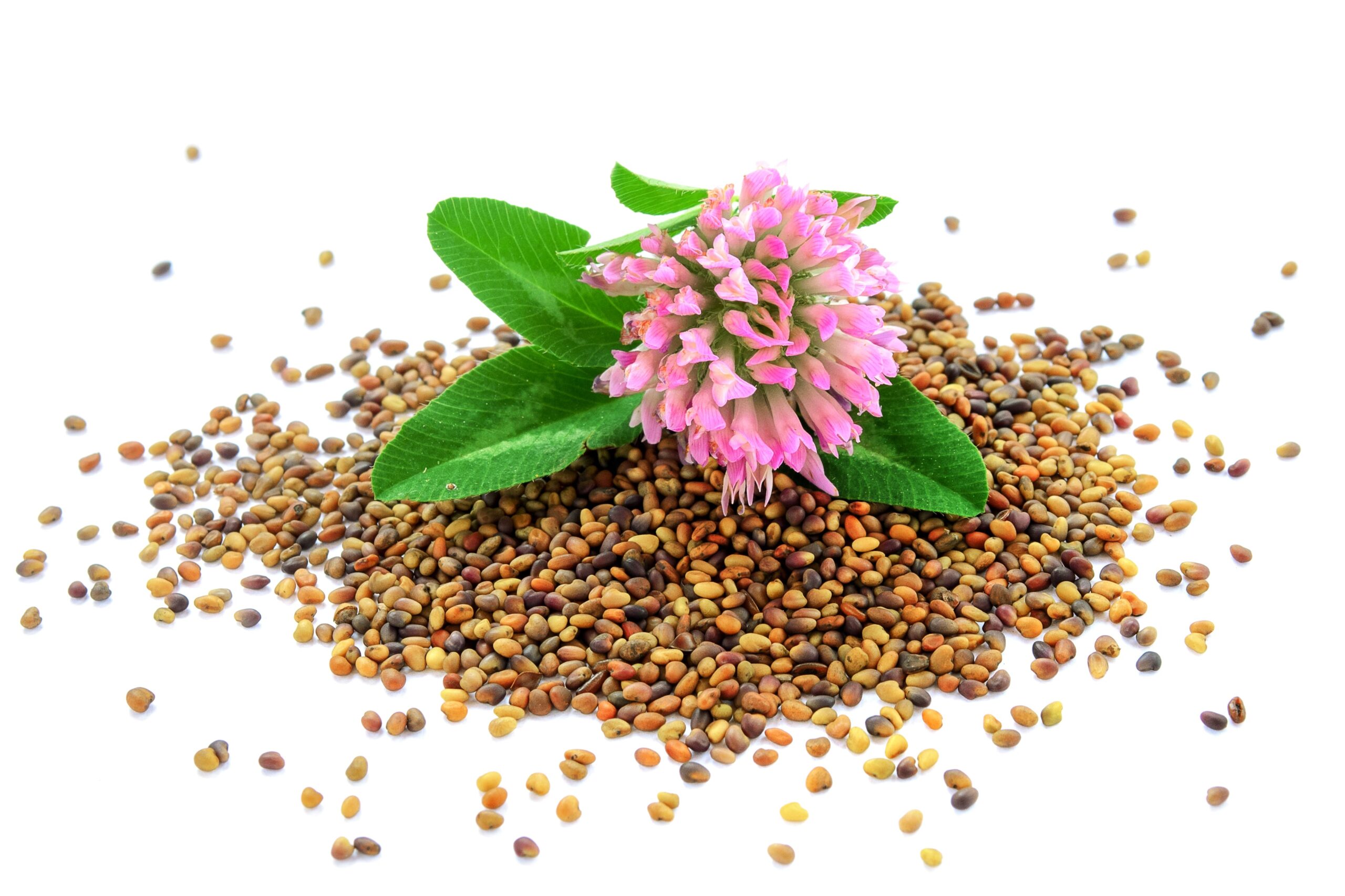 Wildflower seed mixes