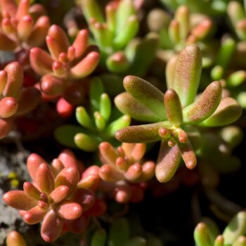 Sedum album plant closeup