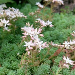 Sedum Album plant with white star shape flowers