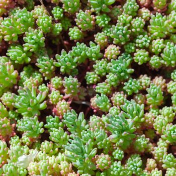 versatility of sedum