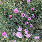 Border Carnation (Dianthus caryophyllus) gallery image