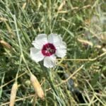 Border Carnation (Dianthus caryophyllus) gallery image