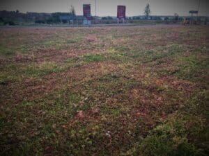 sedum @ stanton cross