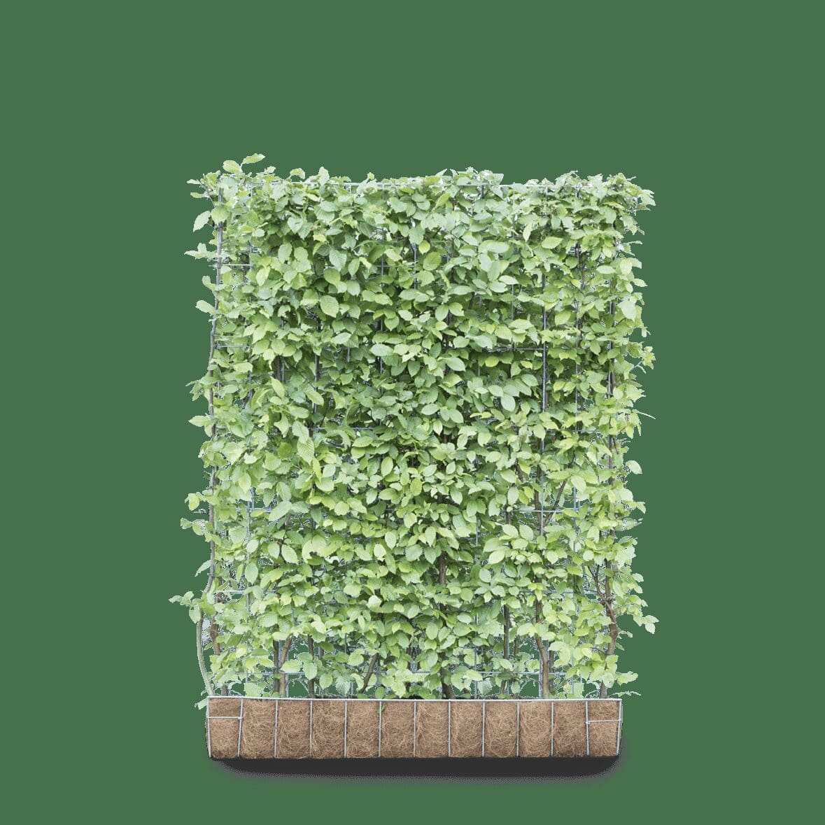 green screen