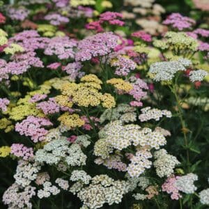 Coloured Yarrow