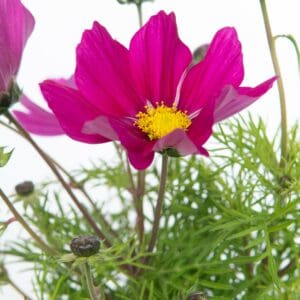 Cosmos Violet