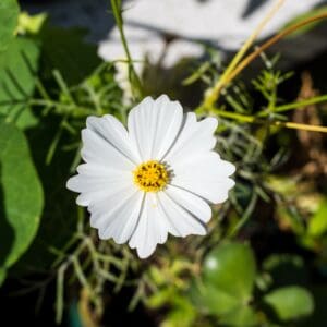 Cosmos White