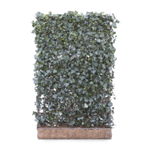 Mobilane Green Screen Hedera helix Woerner