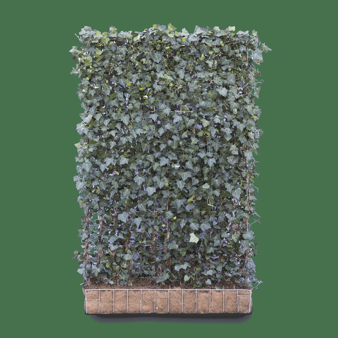 Mobilane Green Screen Hedera helix Woerner