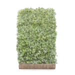 Mobilane Hedera helix Goldchild