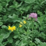 DLF Masterline PM105 Fertility Seed Mix 20Kg