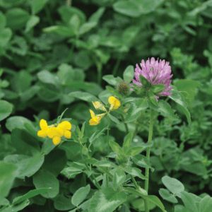 DLF Masterline PM105 Fertility Seed Mix 20Kg