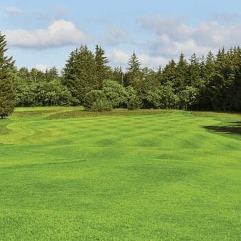 DLF Masterline PM45 Tee and Fairway Plus Seed Mix 20Kg