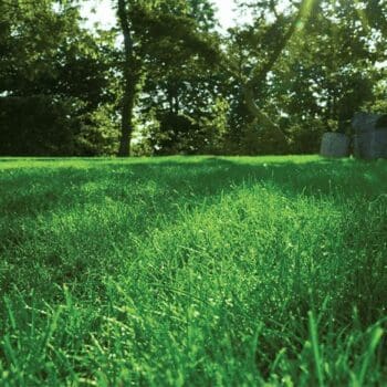 DLF Masterline PM60 Greenshade Seed Mix