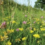 Masterline Land Reclamation Seed Mix