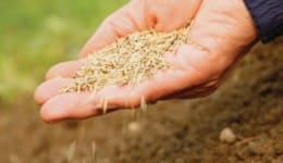 Lawncare