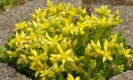 Sedum Acre