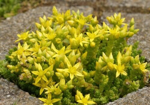 Sedum Acre