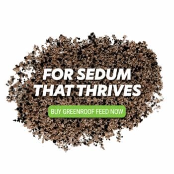 sedum feed