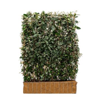 Mobilane Green Screen - Elaegnus ebbingel (120cm x 155cm)