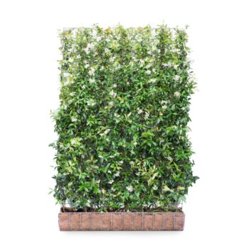 Mobilane Screen - Trachelospermum jasminoides