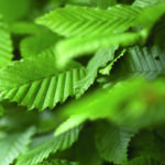 Mobilane Green Screen - Carpinus betulus (120cm x 155cm) gallery image