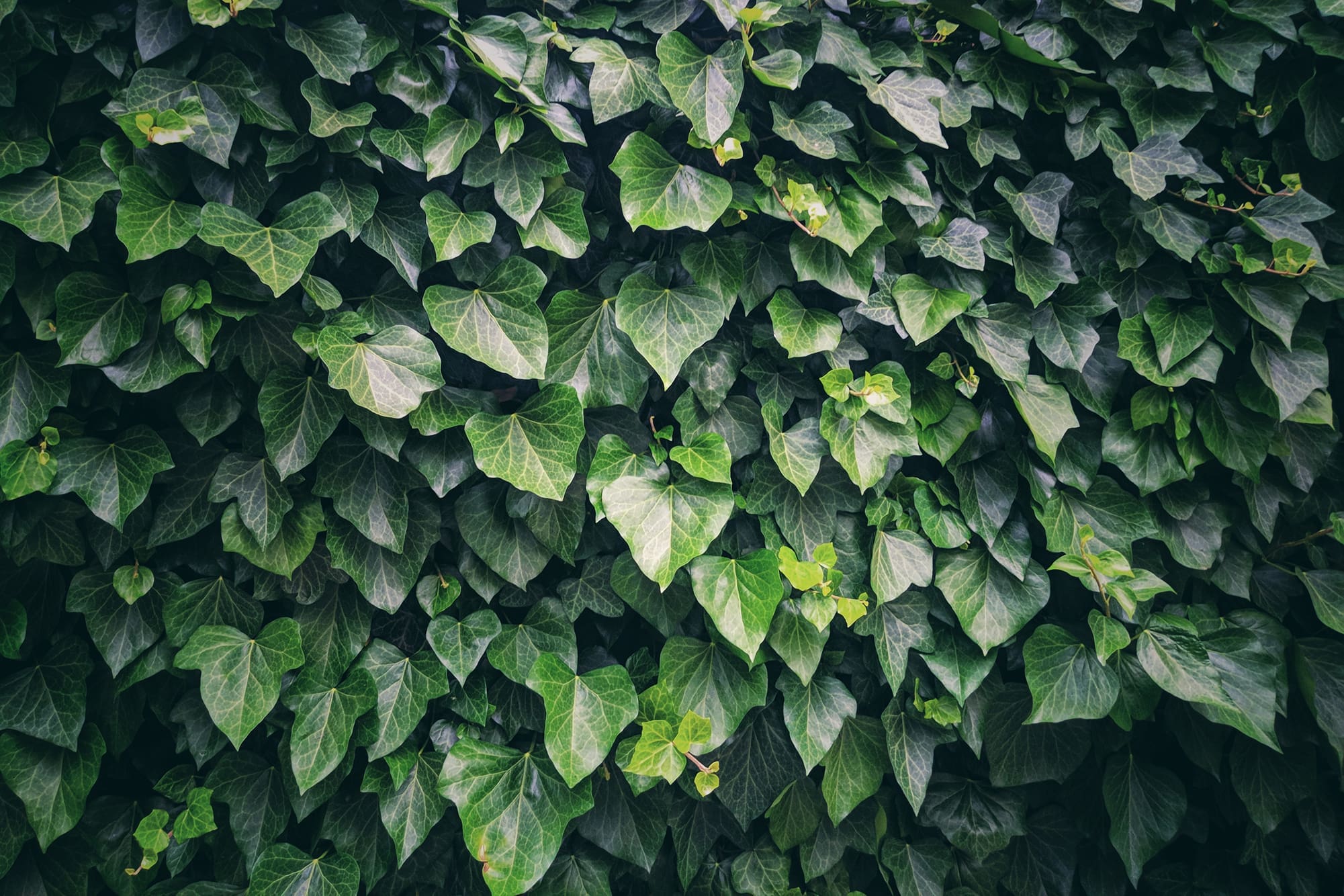 Mobilane Green Screen - Hedera helix 'Woerner' (120cmx180cm) - Image 2