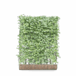 Mobilane Green Screen - Carpinus betulus (120cm x 155cm) gallery image