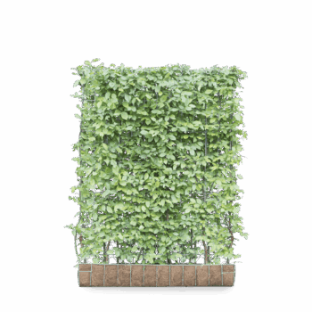 Mobilane Green Screen - Carpinus betulus (120cm x 155cm)