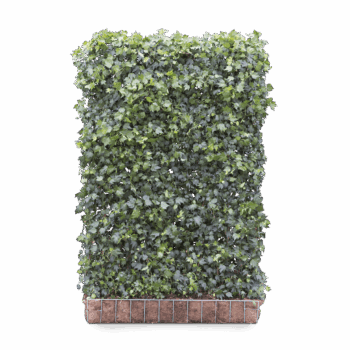 Mobilane Screen - Hedera helix 'Green Ripple'