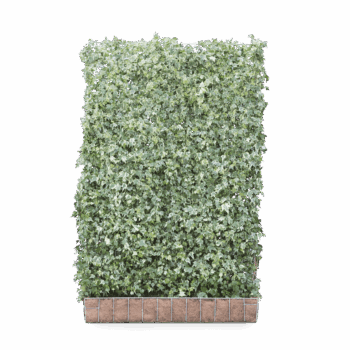 Mobilane Screen - Hedera helix 'White Ripple'