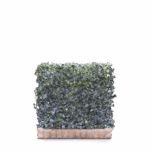 Mobilane Green Screen - Hedera helix 