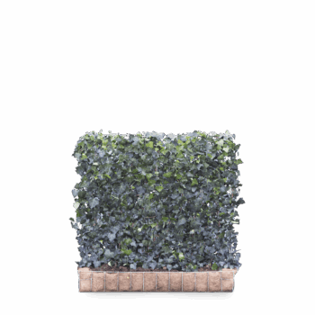 Mobilane Green Screen - Hedera helix 'Woerner' (120cm x 100cm)