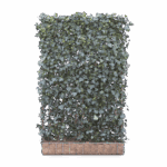 Mobilane Green Screen - Hedera helix